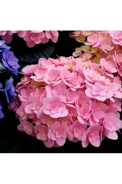 Гортензія Флорентіна